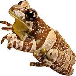 Milk Tree Frogs